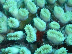 Smooth Flower coral by Lora Tucker 